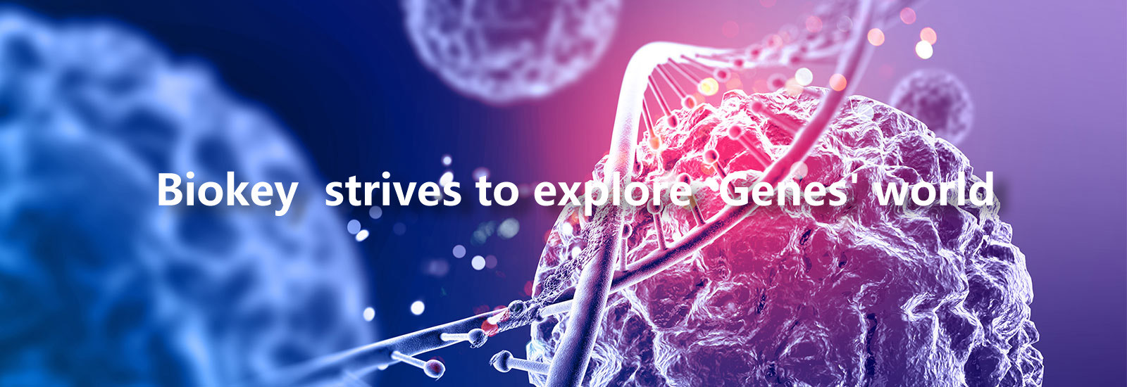 jakość Maszyna RT qPCR fabryka